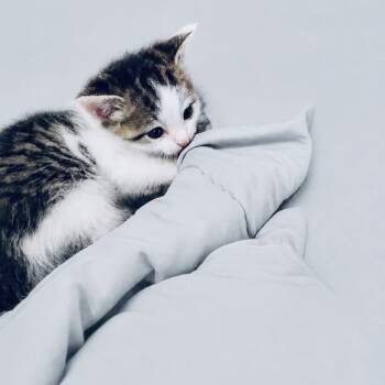 American Shorthair Cats Available for Adoption in Melbourne, Kentucky - Biscuit | PetCurious