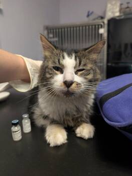 Domestic Medium Hair Cats Available for Adoption in New Braunfels, Texas - Luigi | PetCurious