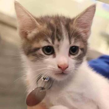 Domestic Short Hair Cats Available for Adoption in Port Washington, New York - Sputnik | PetCurious