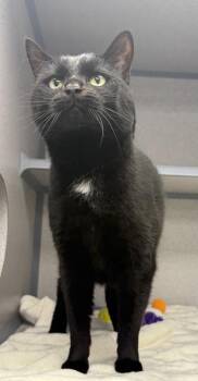 Domestic Short Hair Cats Available for Adoption in Bowling Green, Kentucky - Olive | PetCurious
