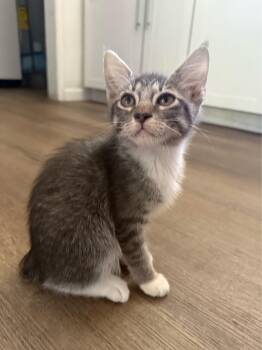 Rescue Manx Cats for Adoption in Fresno, California - Blue | PetCurious