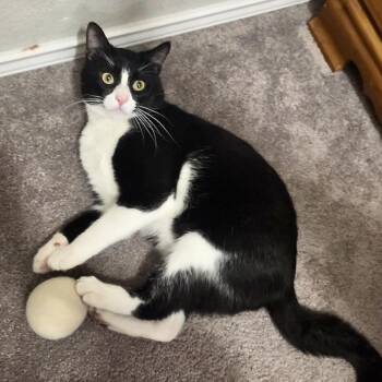 Buddy -  Domestic Medium Hair Cat for Adoption in Liverpool, Texas - Buddy | PetCurious