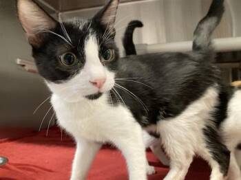 AJ -  Domestic Short Hair Cat for Adoption in Tustin, California - AJ | PetCurious