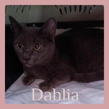 Rescue Russian Blue and Tabby Cats for Adoption in Lawton, Oklahoma - DAHLIA | PetCurious