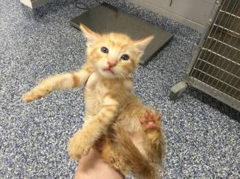 A1934282 -  Domestic Short Hair Cat for Adoption in Thousand Palms, California - A1934282 | PetCurious