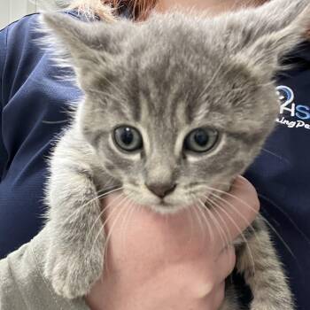 Rescue Domestic Short Hair Cats for Adoption in Harrisonburg, Virginia - 69346 | PetCurious