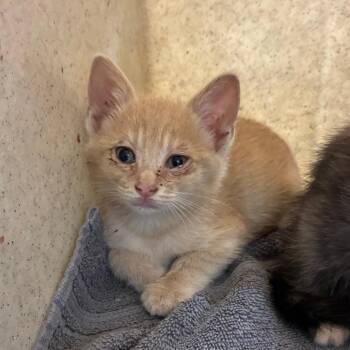 Domestic Long Hair Cats Available for Adoption in San Antonio, Texas - Brioche | PetCurious