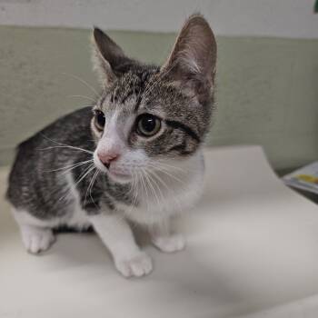 Rescue Domestic Short Hair Cats for Adoption in Eureka Springs, Arkansas - Reeses | PetCurious