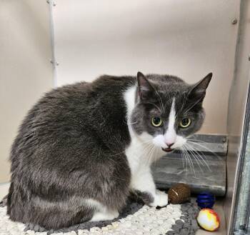 Domestic Short Hair Cats Available for Adoption in Elko, Nevada - 60807373 | PetCurious