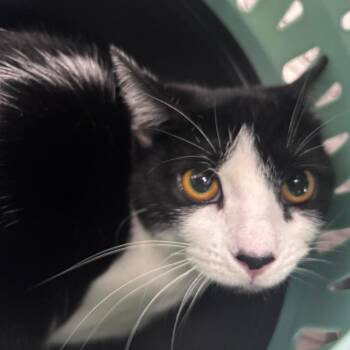 Rosita -  Domestic Short Hair Cat for Adoption in Indianapolis, Indiana - Rosita | PetCurious
