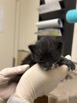 CAPRI -  Domestic Short Hair Cat for Adoption in Riverside, California - CAPRI | PetCurious