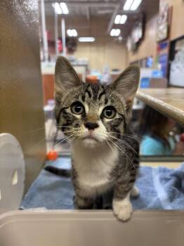 Magnum -  Domestic Short Hair Cat for Adoption in Sonora, California - Magnum | PetCurious