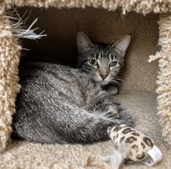 Hope -  Domestic Short Hair Cat for Adoption in Lodi, California - Hope | PetCurious