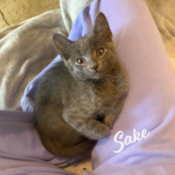 Sake #Bellaire-quartet -  Russian Blue and Domestic Short Hair Cat for Adoption in Houston, Texas - Sake #Bellaire-quartet | PetCurious