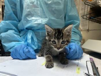 Rescue Domestic Short Hair Cats for Adoption in Raleigh, North Carolina - SALT | PetCurious