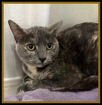 Domestic Short Hair Cats Available for Adoption in Peoria, Illinois - TOWNIE | PetCurious