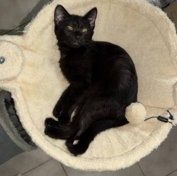 Luella -  Domestic Short Hair Cat for Adoption in Duxbury, Massachusetts - Luella | PetCurious