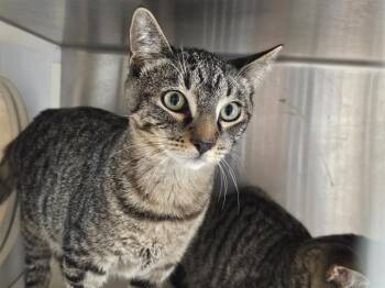 BUFFALO BILL -  Domestic Short Hair Cat for Adoption in Tustin, California - BUFFALO BILL | PetCurious