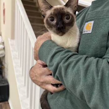 Serena -  Siamese Cat for Adoption in Las Vegas, Nevada - Serena | PetCurious