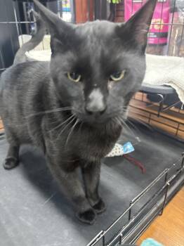 Tombstone Sam (Sam) -  Domestic Short Hair Cat for Adoption in Calgary, Alberta - Tombstone Sam (Sam) | PetCurious