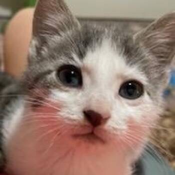 Connie -  Domestic Short Hair and Tabby Cat for Adoption in Germansville, Pennsylvania - Connie | PetCurious
