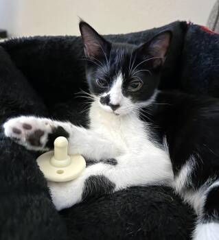 Domestic Short Hair Cats Available for Adoption in Lake Monroe, Florida - Bella | PetCurious