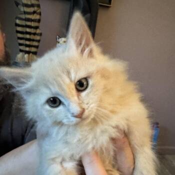 Rescue Maine Coon and Turkish Angora Cats for Adoption in Napa, California - Tater ( AV) | PetCurious
