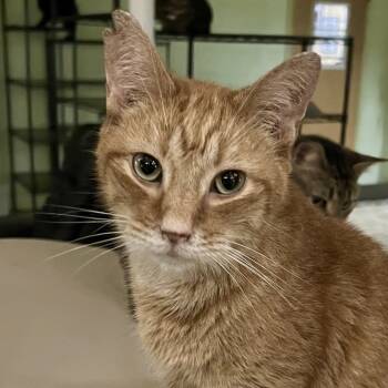 Rescue Domestic Short Hair Cats for Adoption in Bloomington, Indiana - Top Notch | PetCurious