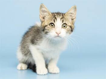 MISS GIRL -  Domestic Short Hair Cat for Adoption in Phoenix, Arizona - MISS GIRL | PetCurious