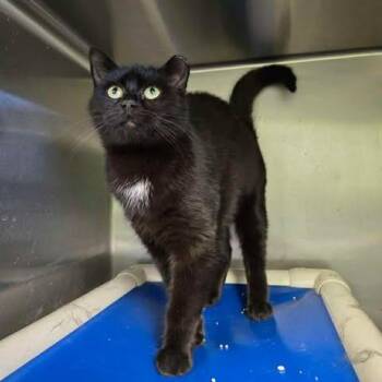 Domestic Short Hair Cats Available for Adoption - Luella | PetCurious