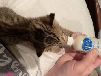Ceasar -  Domestic Short Hair Cat Available for Adoption in Goodlettsville, Tennessee - Ceasar | PetCurious