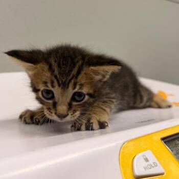 Auto -  Domestic Short Hair Cat for Adoption in Tampa, Florida - Auto | PetCurious