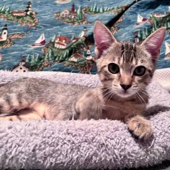 Coconut -  Domestic Short Hair Cat for Adoption in Hopkinton, Massachusetts - Coconut | PetCurious