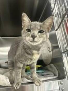 KT -  Domestic Short Hair Cat for Adoption in Manitowoc, Wisconsin - KT | PetCurious