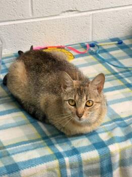 Bella -  Domestic Short Hair Cat for Adoption in Camden, Tennessee - Bella | PetCurious