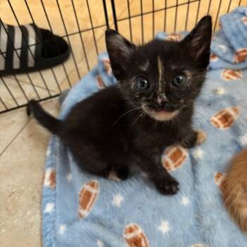 Pump -  Domestic Short Hair Cat for Adoption in Westminster, California - Pump | PetCurious