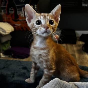 Domestic Short Hair Cats Available for Adoption in St. Cloud, Florida - Piña Colada | PetCurious