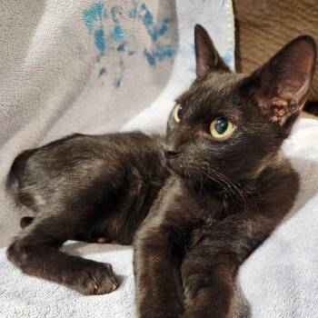 Angel -  Bombay Cat for Adoption in Baytown, Texas - Angel | PetCurious