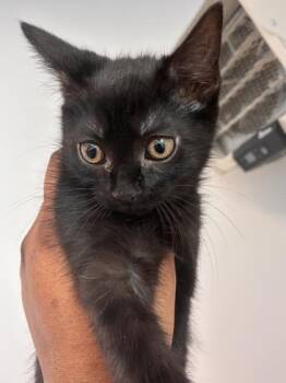 Domestic Short Hair Cats Available for Adoption in West Chester, Pennsylvania - Betty | PetCurious