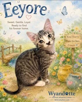 EEYORE -  Domestic Short Hair Cat for Adoption in Wyandotte, Michigan - EEYORE | PetCurious