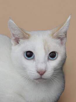 Domestic Short Hair Cats Available for Adoption in Pasadena, California - SYLVIA | PetCurious