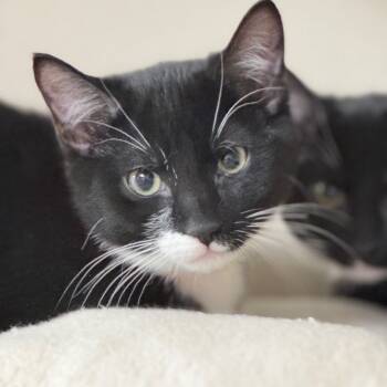 Rescue Domestic Short Hair Cats for Adoption in New York, New York - Jefferson | PetCurious