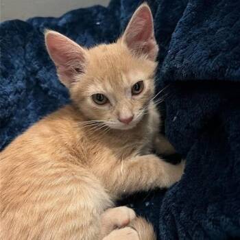Koi -  Domestic Short Hair Cat for Adoption in Sioux Falls, South Dakota - Koi | PetCurious