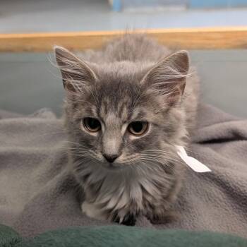 Dianne -  Domestic Long Hair Cat for Adoption in Suffolk, Virginia - Dianne | PetCurious