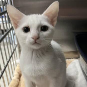 Cloudy -  Domestic Short Hair Cat for Adoption in Jupiter, Florida - Cloudy | PetCurious