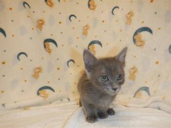 SOREN -  Domestic Short Hair Cat for Adoption in San Jose, California - SOREN | PetCurious