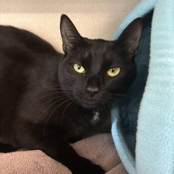 Shelly -  Domestic Short Hair Cat for Adoption in Eatontown, New Jersey - Shelly | PetCurious