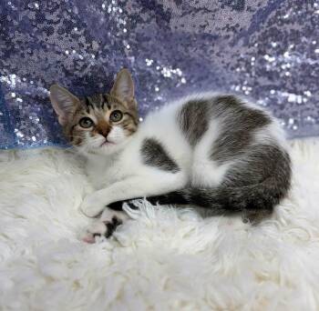 Hulk -  Domestic Short Hair Cat for Adoption in Clarkesville, Georgia - Hulk | PetCurious