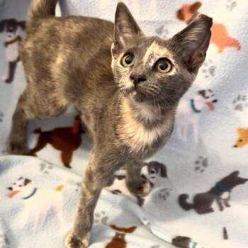 Jencie -  Domestic Short Hair Cat for Adoption in Panama City, Florida - Jencie | PetCurious