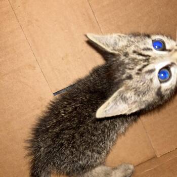 Warehouse -  Domestic Short Hair Cat for Adoption in Greensboro, North Carolina - Warehouse | PetCurious
